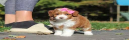 Cavapoo dogs for sale: Goldie - Ad 7