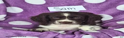English Springer Spaniel dogs for sale: Sam - Ad 4