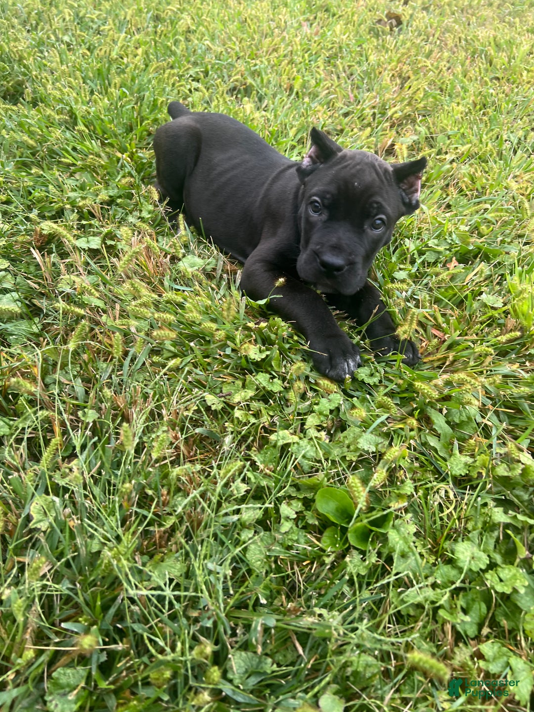 Cane Corso dogs for sale: Vanilla  - Ad 7