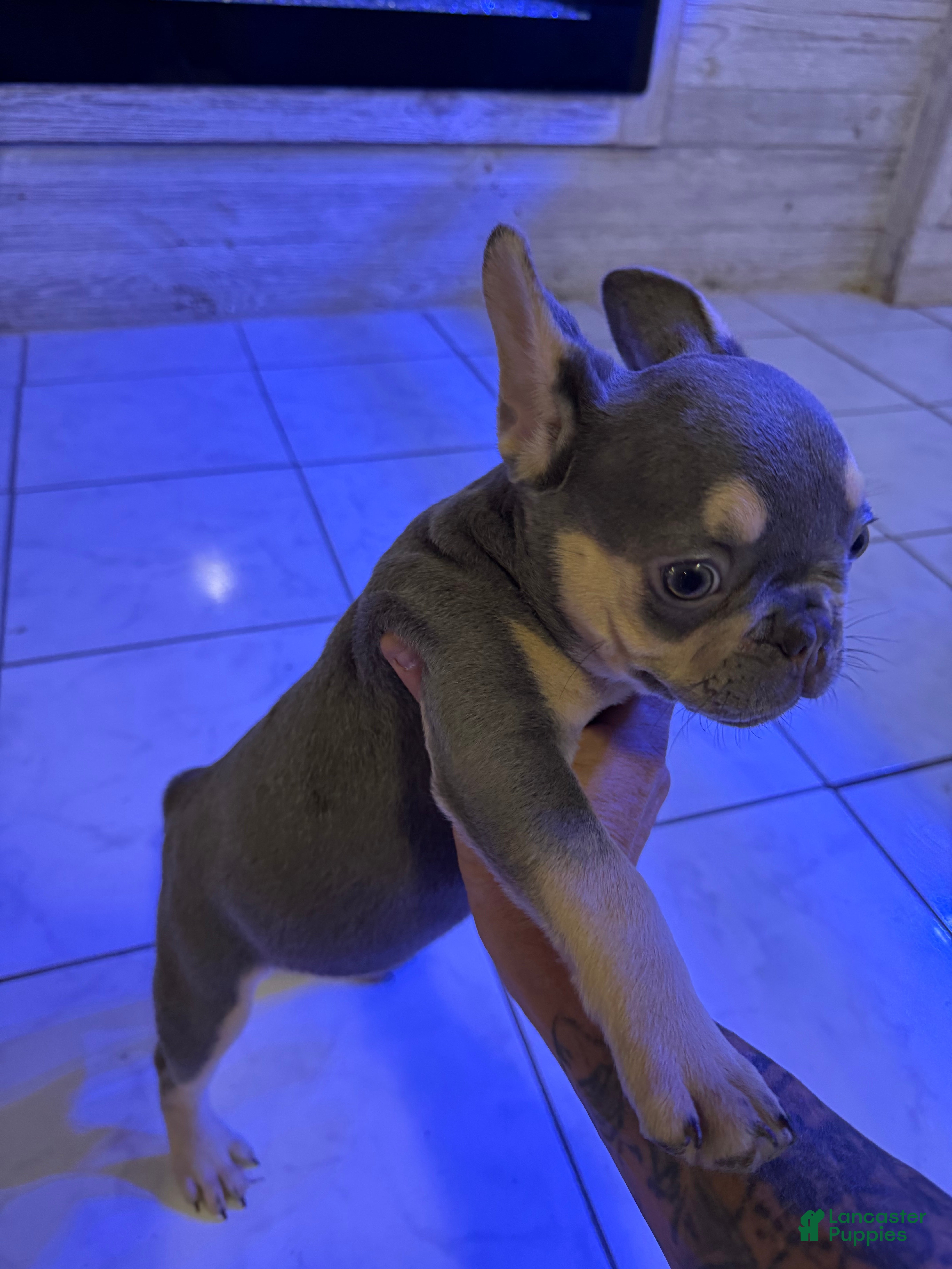 French Bulldog dogs Lilac female  - Ad 38