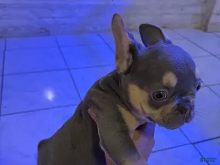French Bulldog dogs Lilac female - Ad 38