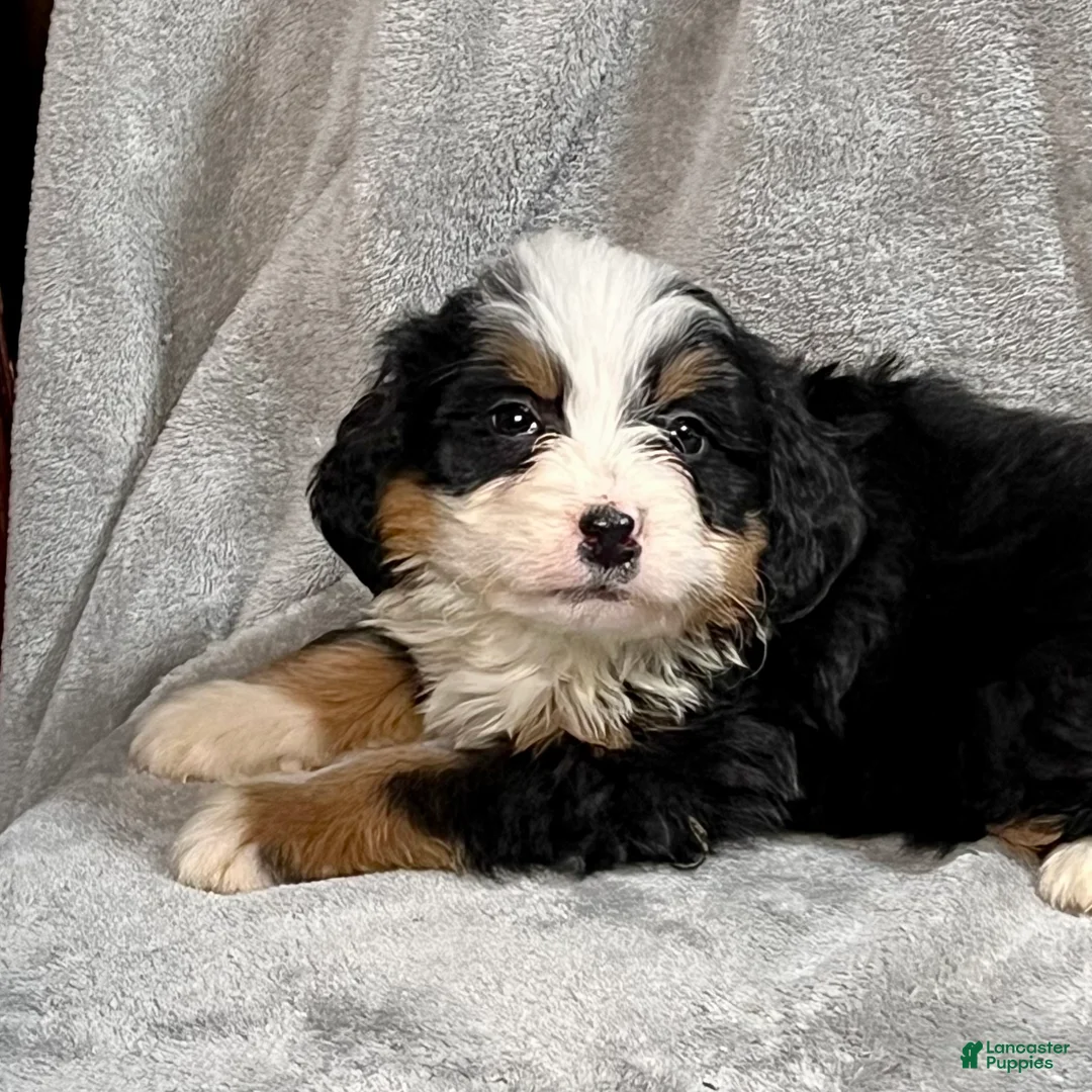 Bernedoodle dogs for sale: Millie - Ad 3
