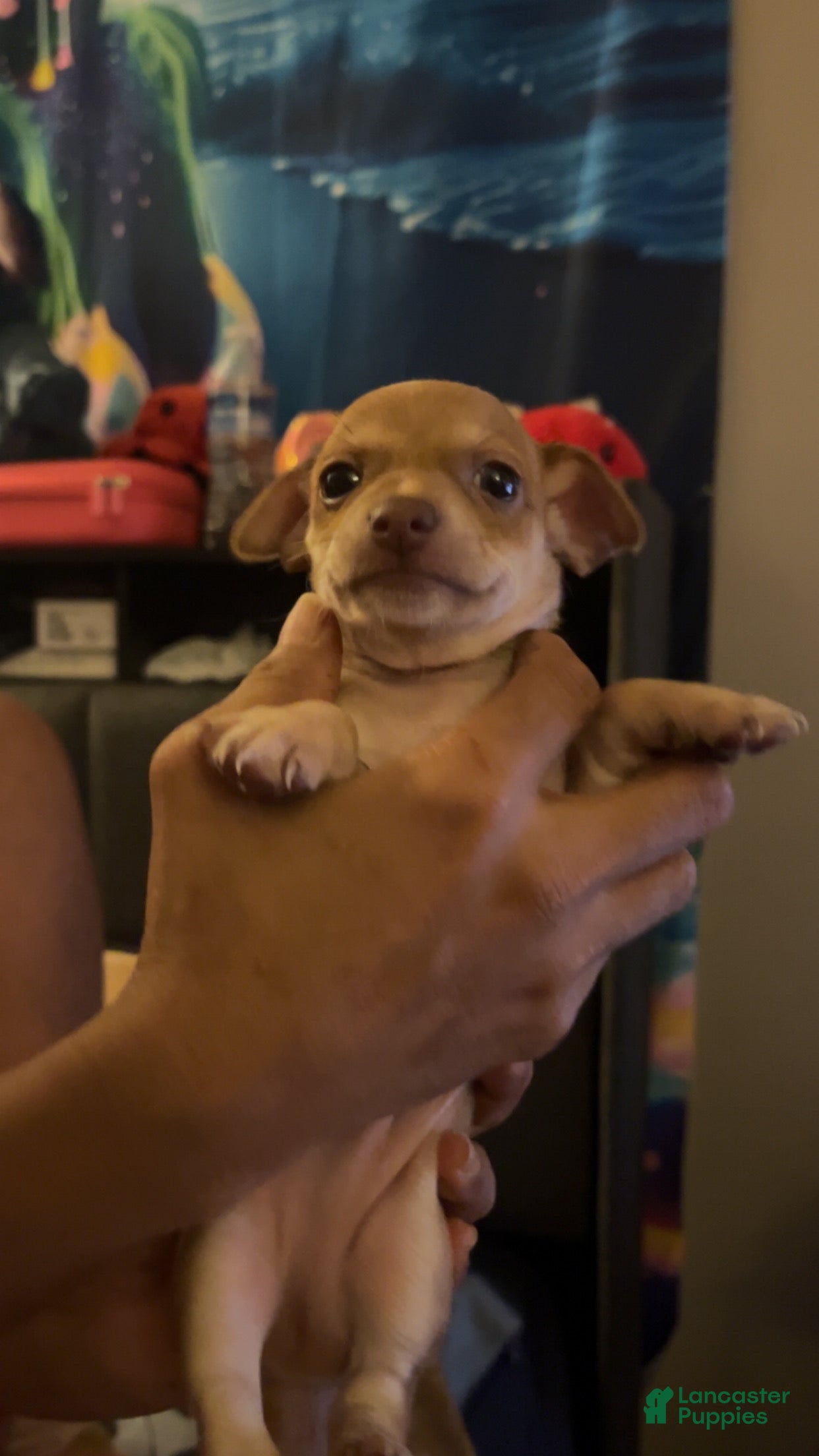 Mixed Breed dogs for sale: Mixed Breed 2 - Ad 39
