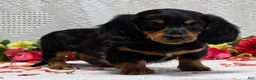 Miniature Dachshund dogs for sale: Royal - Ad 3