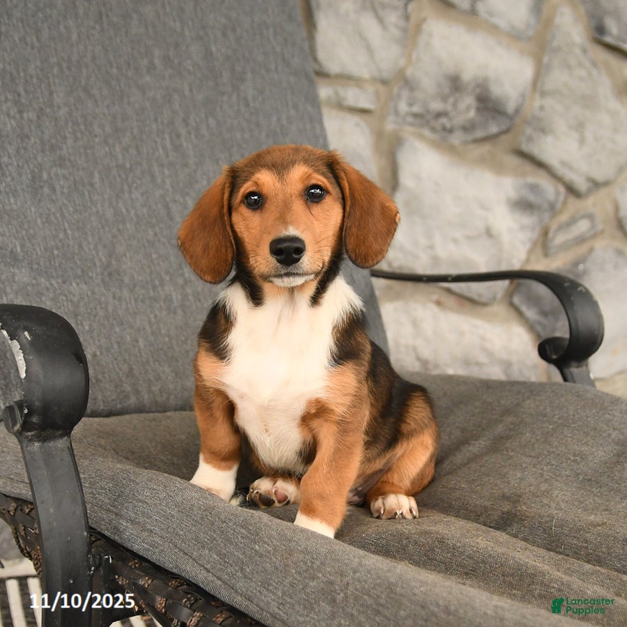 Mixed Breed dogs Blossom - Ad 2