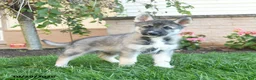 Gerberian Shepsky dogs for sale: Japer  - Ad 3