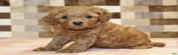 Cavapoo dogs for sale: Donny - Ad 5