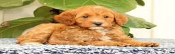 Cavapoo dogs for sale: AJ - Ad 5
