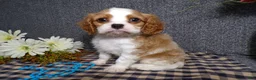 Cavalier King Charles Spaniel dogs for sale: Blake - Ad 4