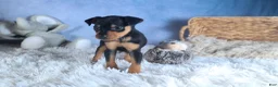 Miniature Pinscher dogs for sale: ARCHIE - Ad 4