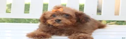 Shihpoo dogs for sale: LuLu - Ad 8