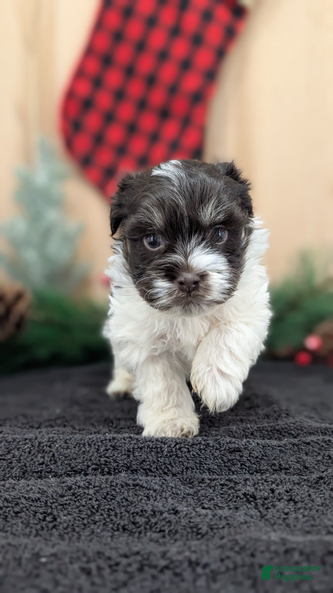 Havanese dogs for sale: Zorro - Ad 9