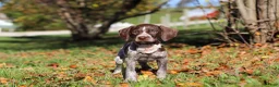 German Shorthaired Pointer dogs for sale: Allie - Ad 8