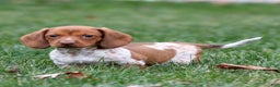 Dachshund dogs for sale: Heidi - Ad 2