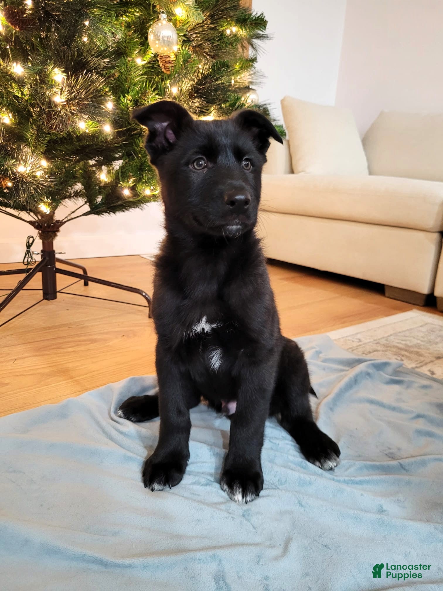 Mixed Breed dogs Atlas - Ad 16