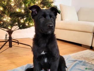 Mixed Breed dogs Atlas - Ad 41