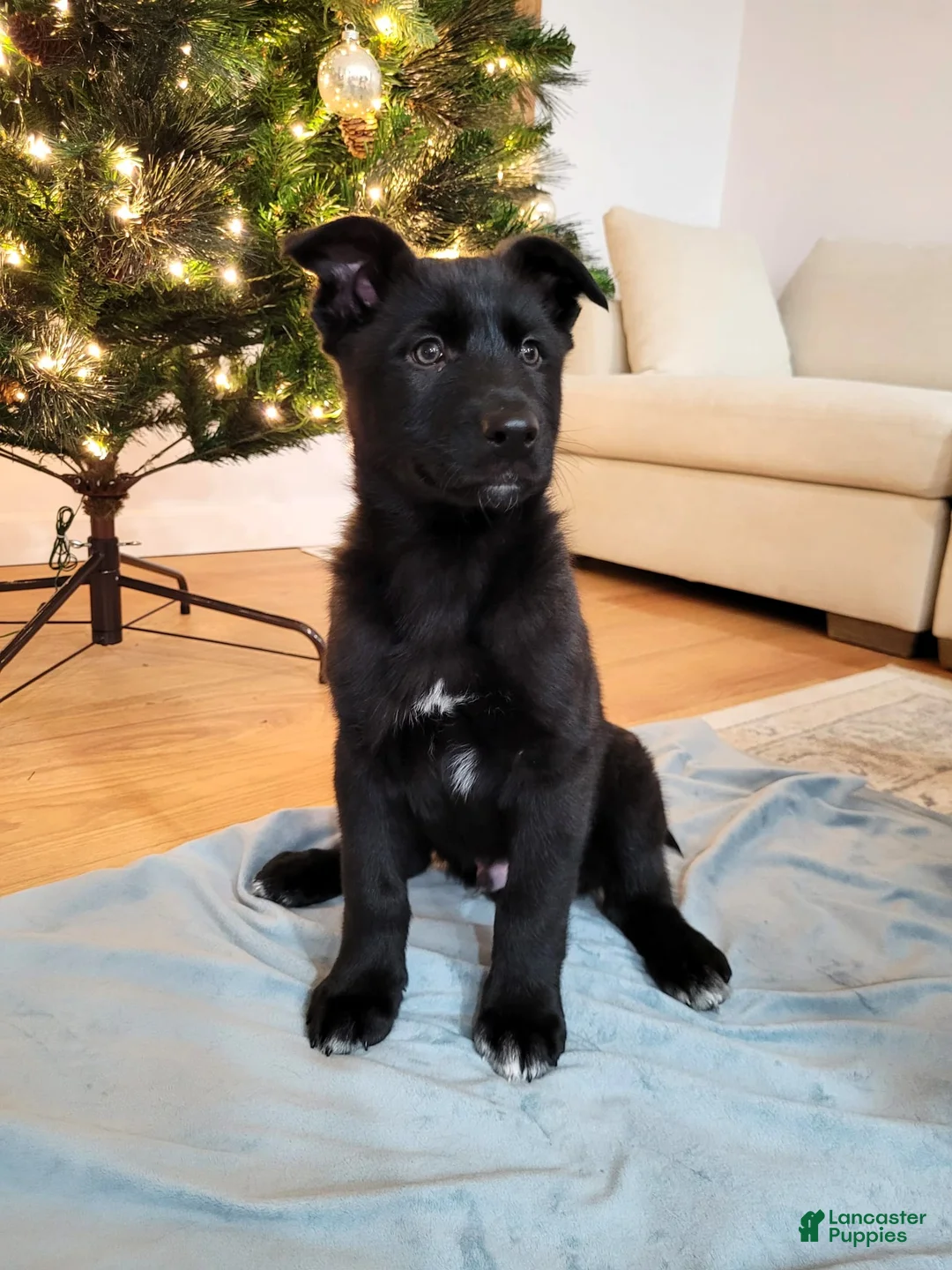 Mixed Breed dogs for sale: Atlas - Ad 1