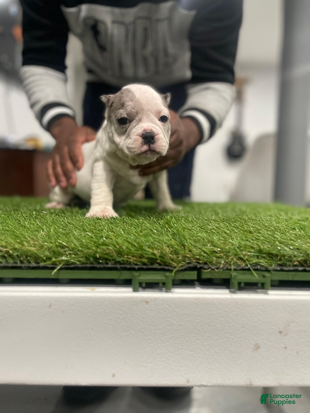American Bully dogs for sale: Everest - Ad 4