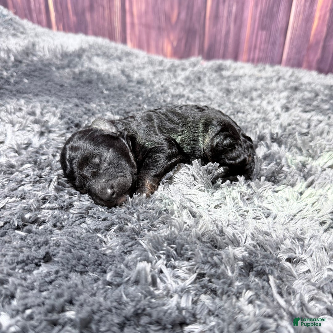 Miniature Poodle dogs for sale: Connie - Ad 3