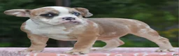 Mixed Breed dogs for sale: Willow mini bulldog hybrid  - Ad 6