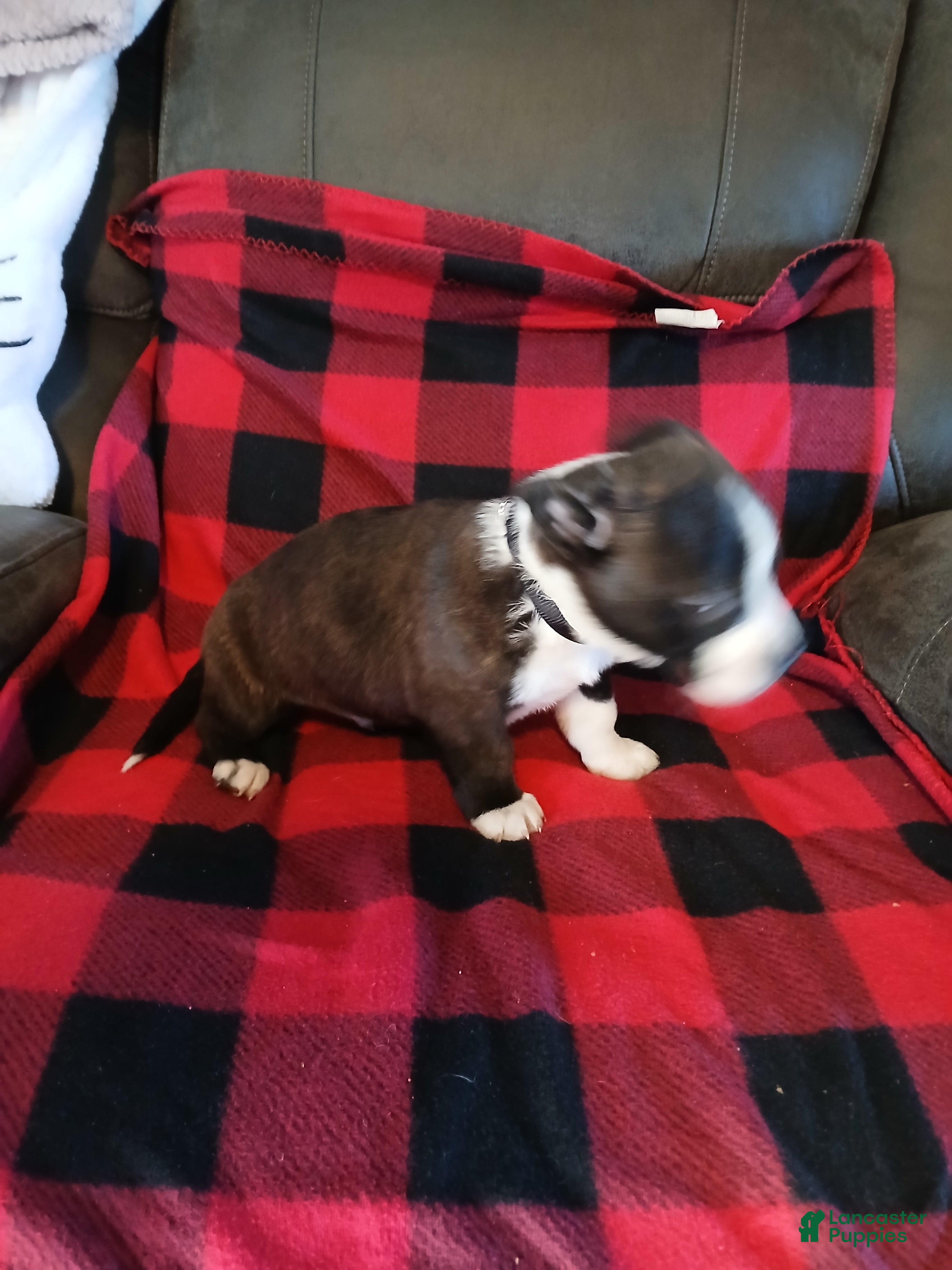 Boston Terrier dogs Boston Terrier Puppy 1 - Ad 19