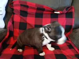 Boston Terrier dogs Boston Terrier Puppy 1 - Ad 19