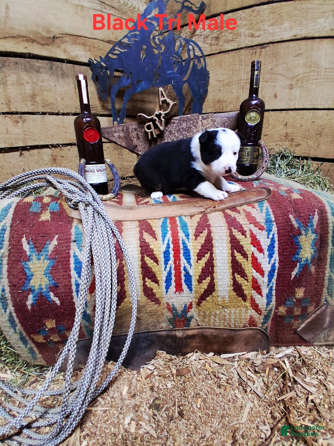 Border Collie dogs for sale: Border Collie Puppy 2 - Ad 5