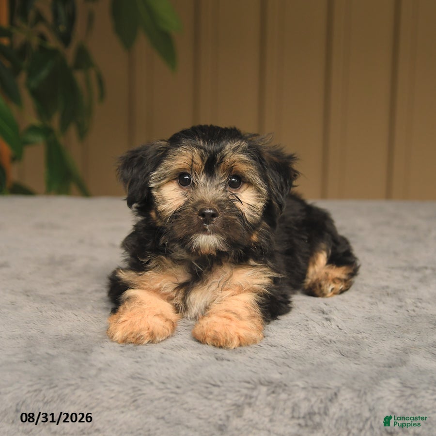 Mixed Breed dogs Gabby - Ad 2