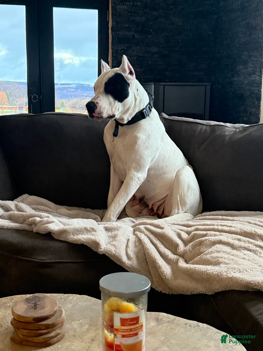 Dogo Argentino dogs for sale: Teal collar female  - Ad 3