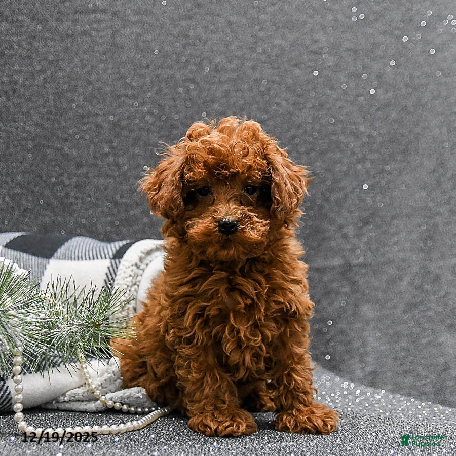Toy Poodle dogs Lucky - Ad 37