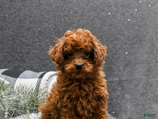 Toy Poodle dogs Lucky - Ad 35