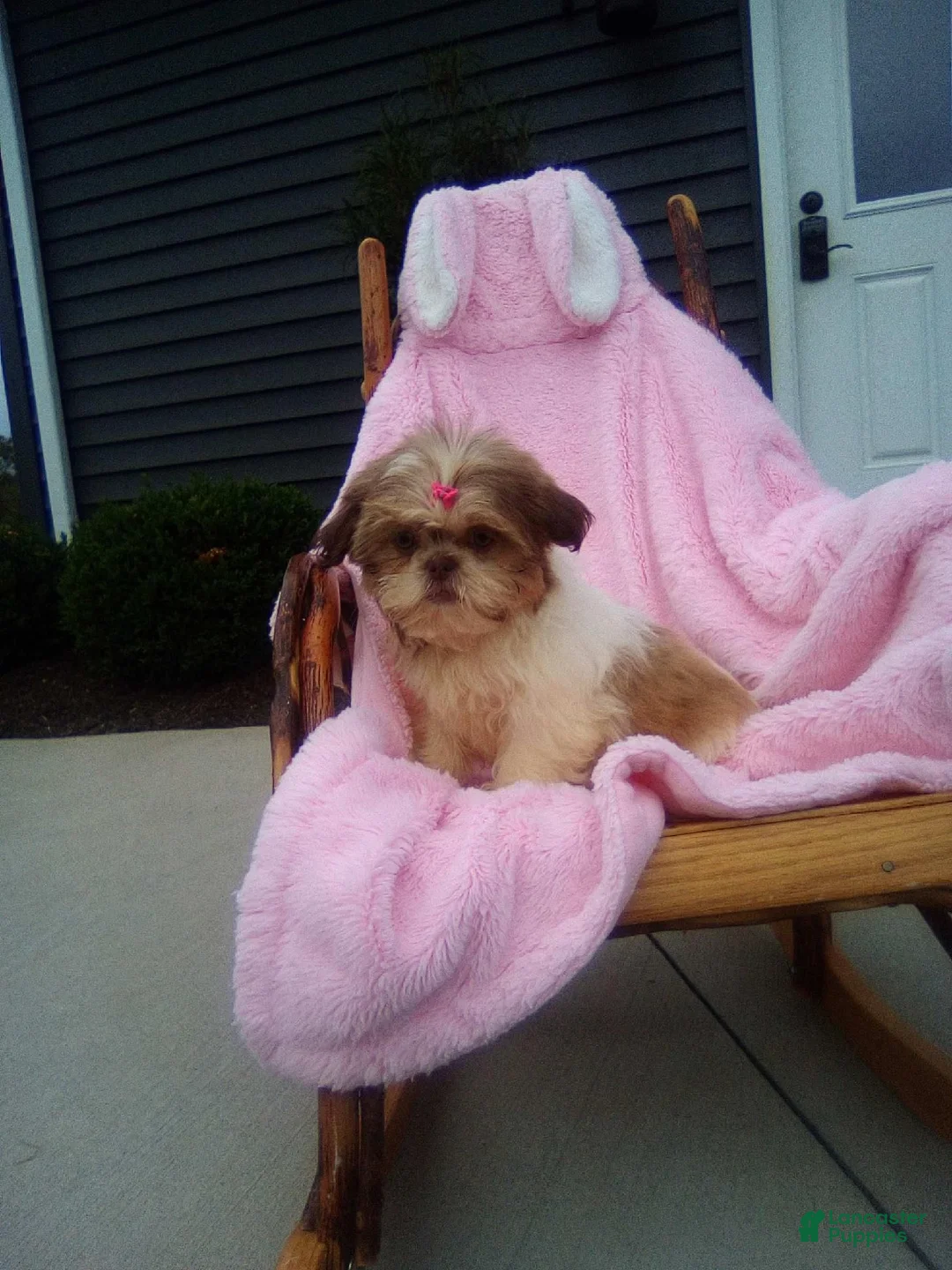 Shih Tzu dogs for sale: Sage - Ad 2