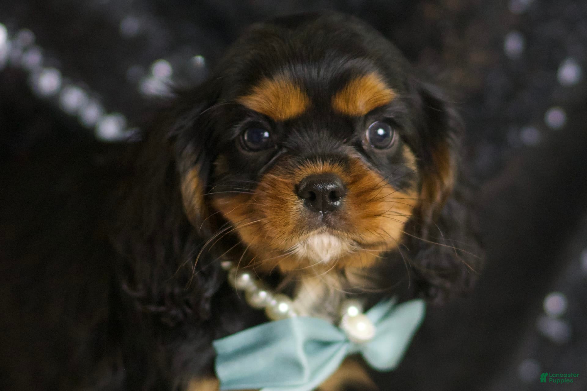 Cavalier King Charles Spaniel dogs Valentino - Ad 31