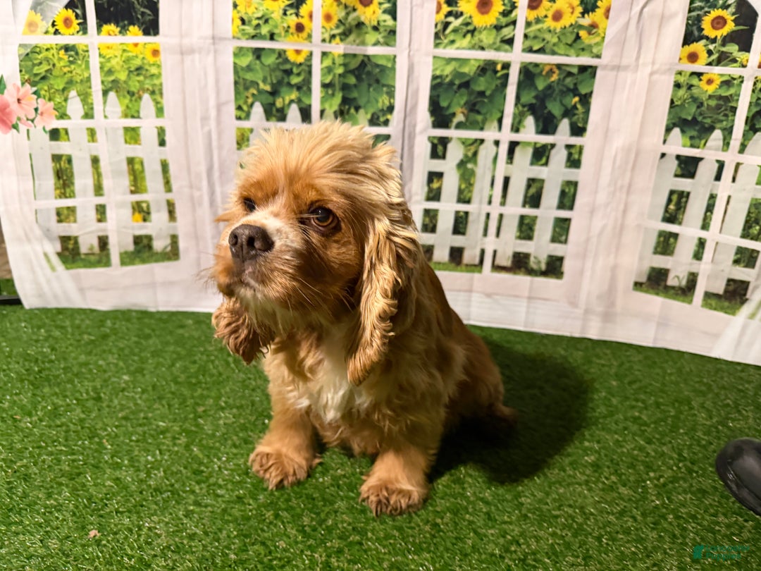 Mixed Breed dogs for sale: Mixed Breed Puppy 2 - Ad 8