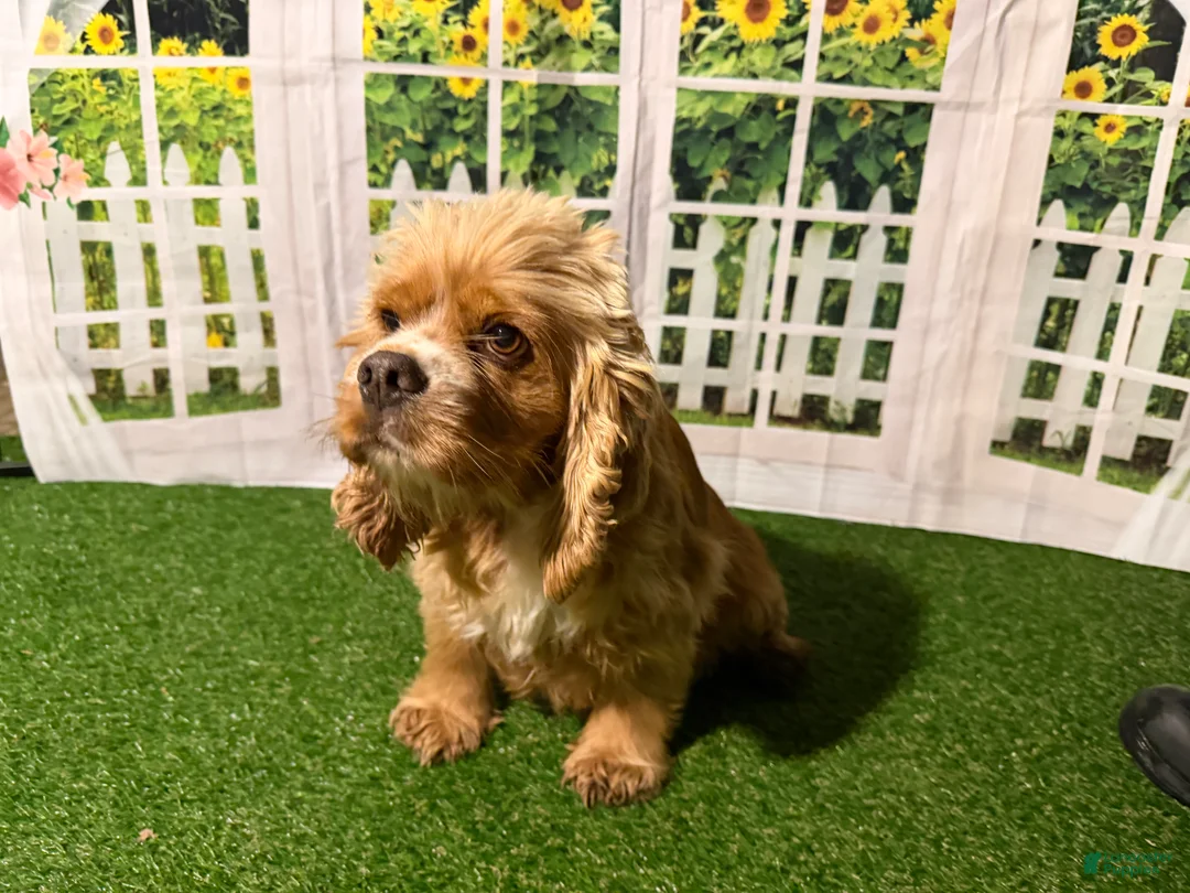 Mixed Breed dogs for sale: Mixed Breed Puppy 2 - Ad 8