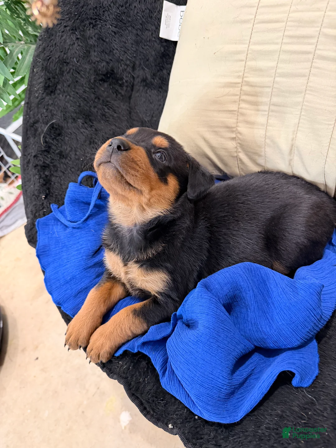 Rottweiler dogs for sale: Rottweiler Puppy 1 - Ad 31