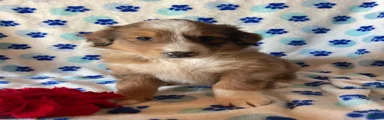 Linus