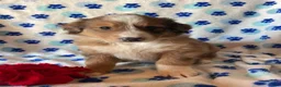 Mixed Breed dogs for sale: Linus - Ad 1