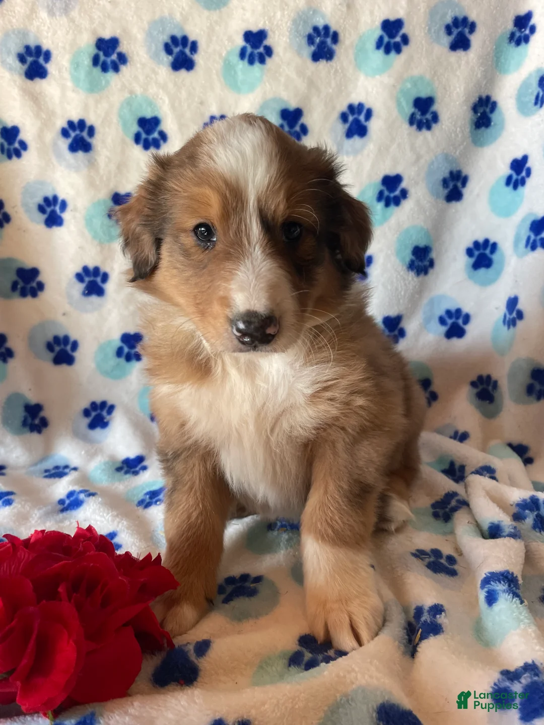 Mixed Breed dogs for sale: Linus - Ad 1