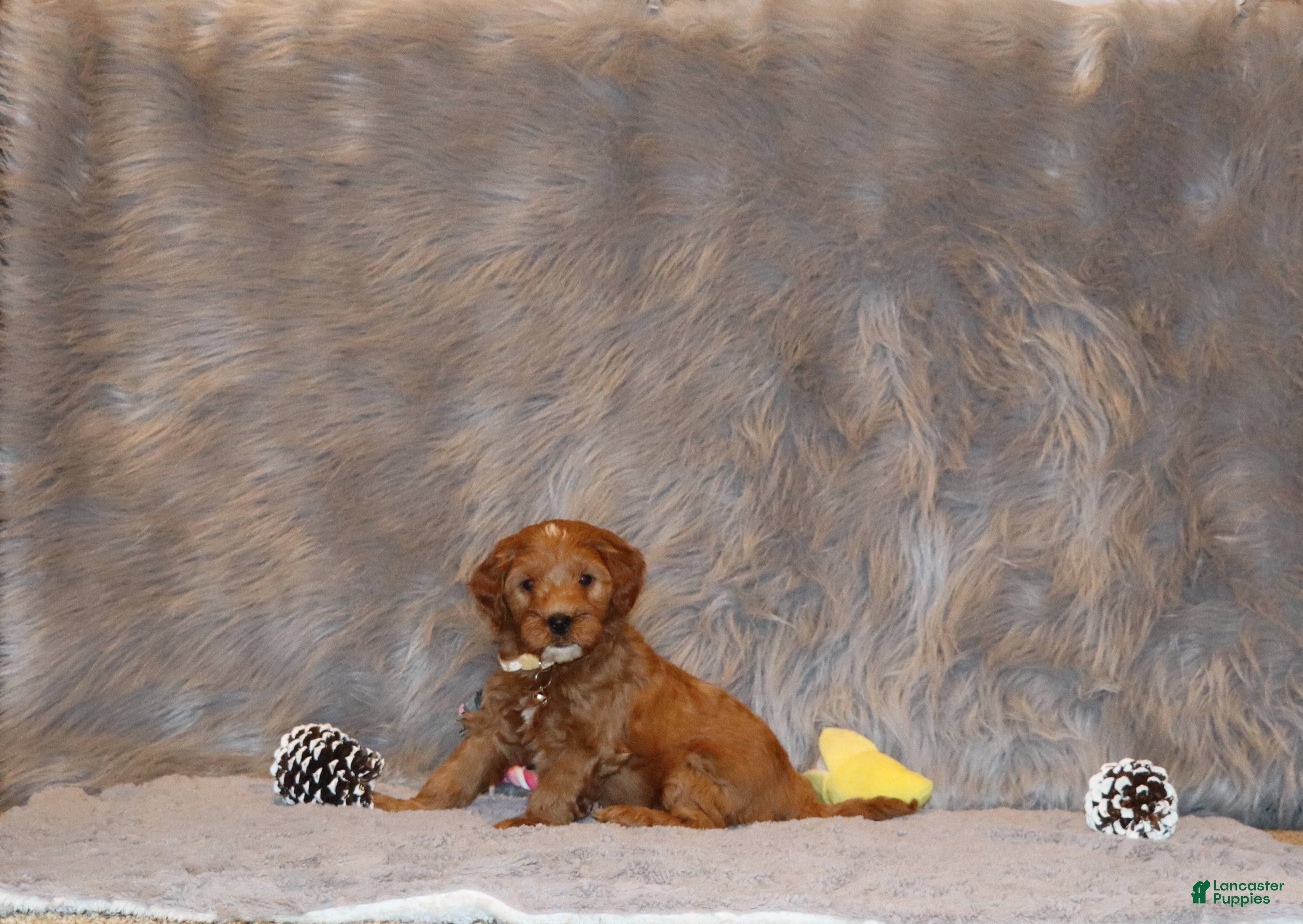 Mini Goldendoodle dogs Whitney 🌷 Basic Training Started - Ad 1