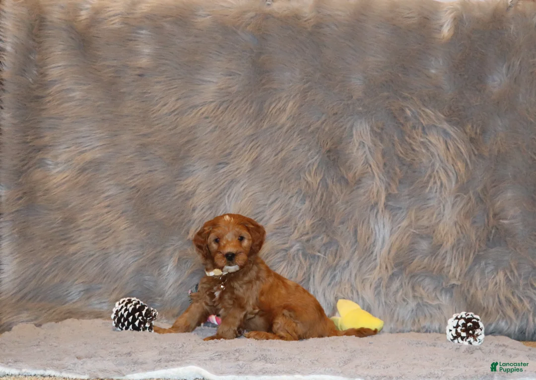 Mini Goldendoodle dogs for sale: Whitney 🌷 Genetic Clear Parents - Ad 34