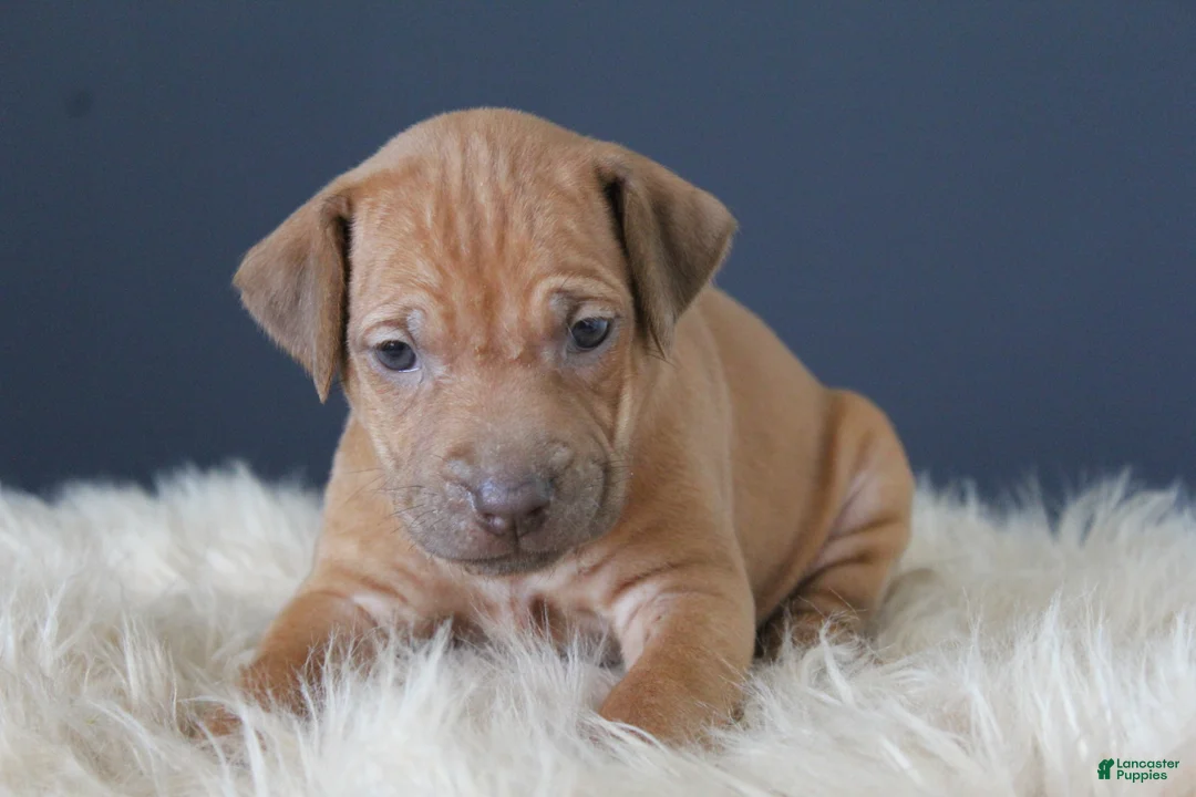 Rhodesian Ridgeback dogs for sale: Khloe - Ad 1