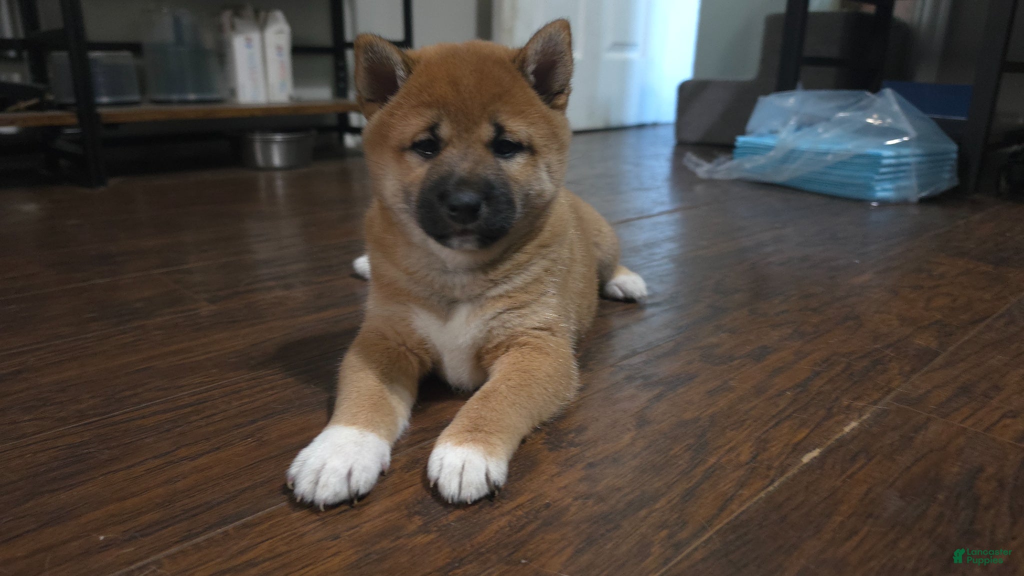 Shiba Inu dogs for sale: Shiba Inu Puppy 1 - Ad 1