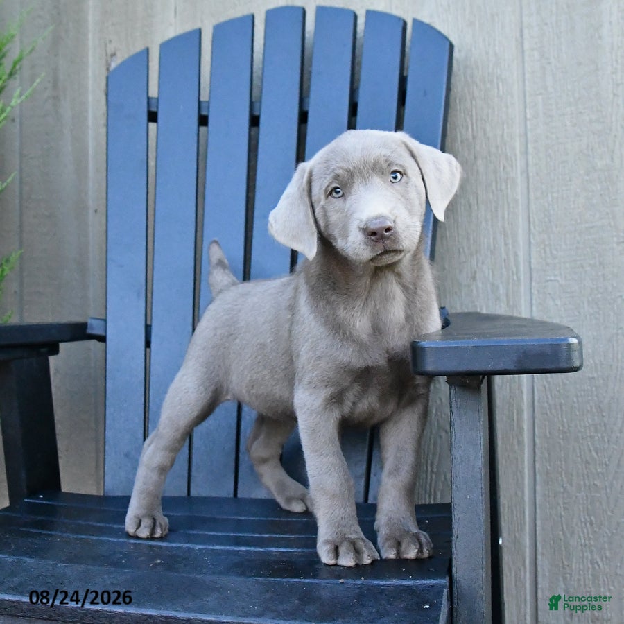 Labrador Retriever dogs Harmony - Ad 1