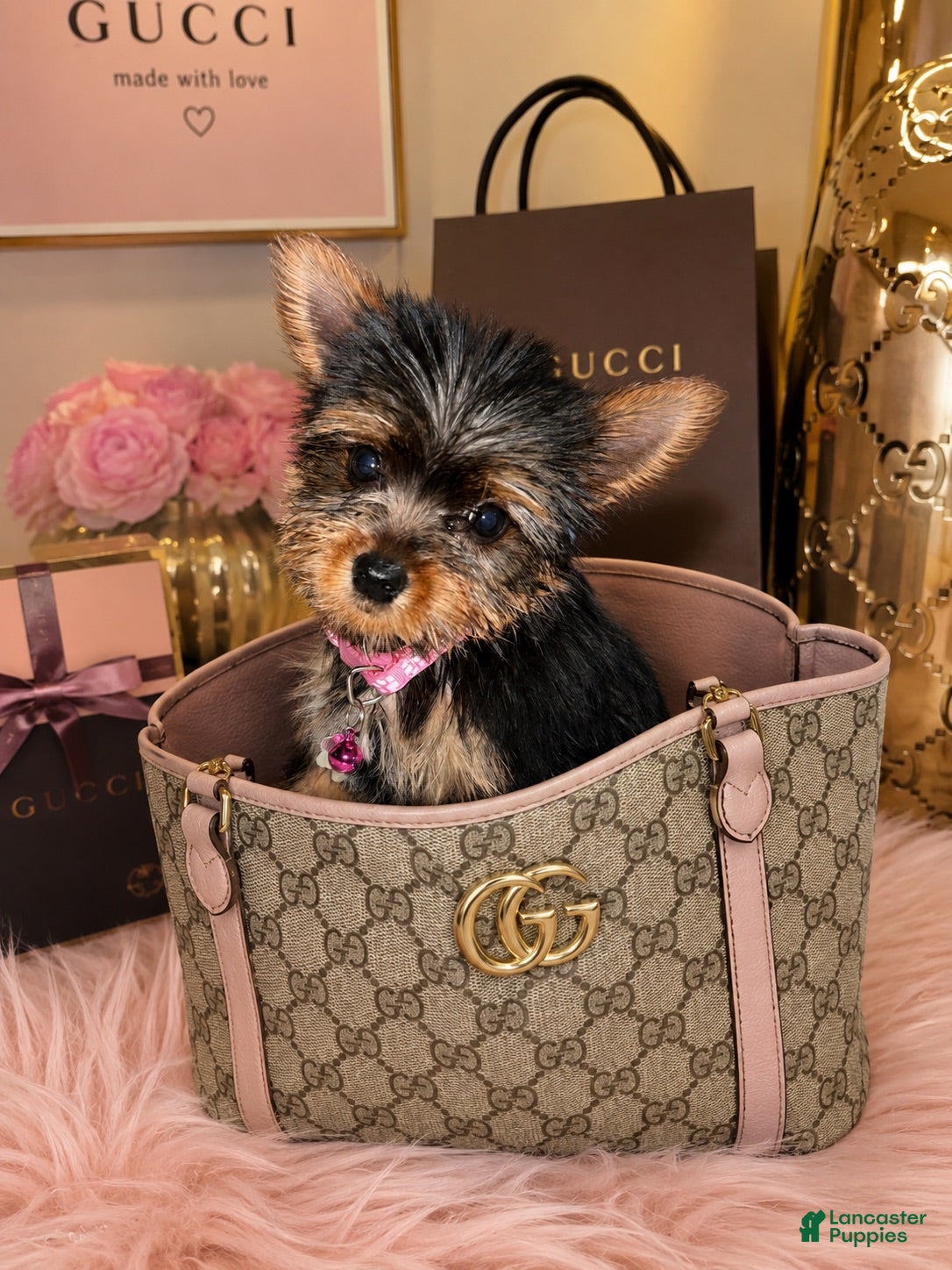 Yorkshire Terrier dogs Dior  - Ad 1