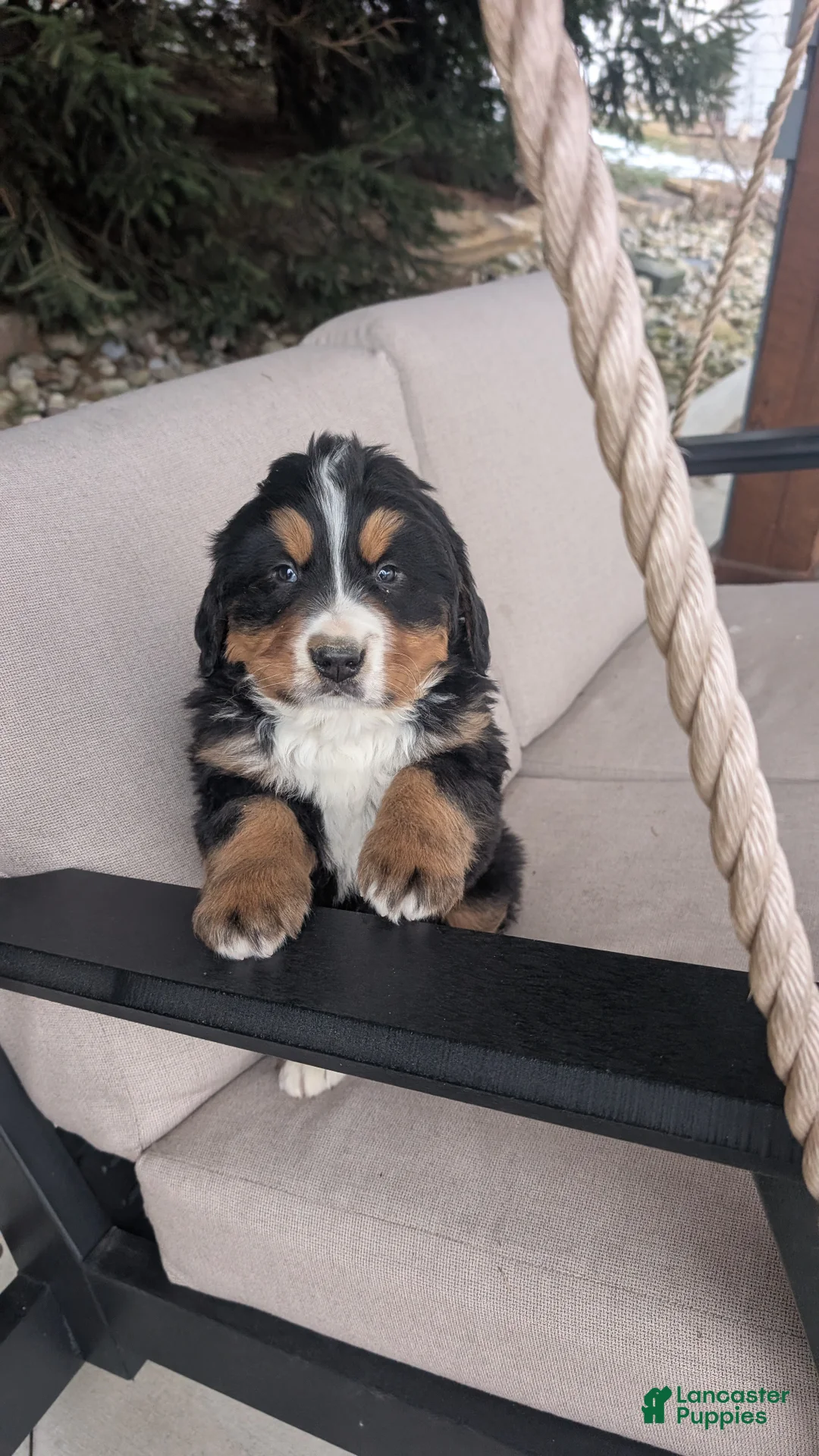 Bernese Mountain Dog dogs for sale: Jake  - Ad 2