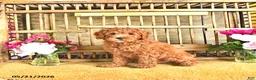 Cavapoo dogs for sale: Dixon - Ad 3