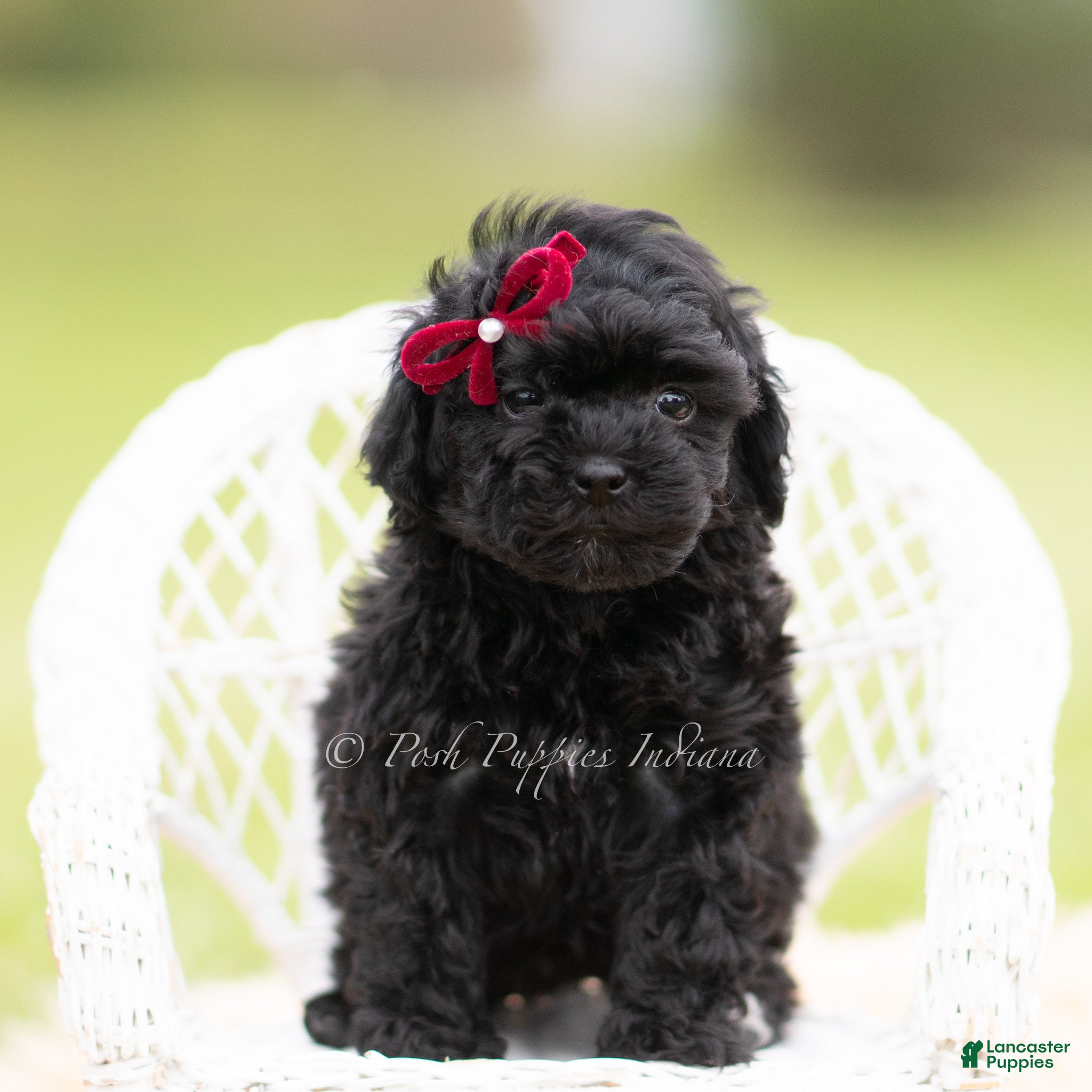 Mini Goldendoodle dogs Cinnabun - Ad 26