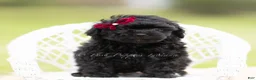 Mini Goldendoodle dogs for sale: Cinnabun - Ad 1