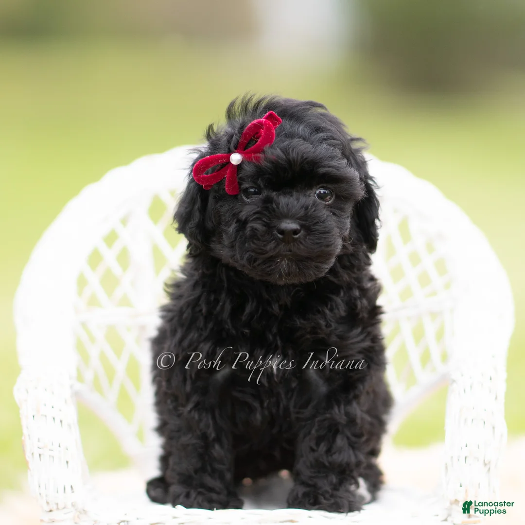 Mini Goldendoodle dogs for sale: Cinnabun - Ad 1